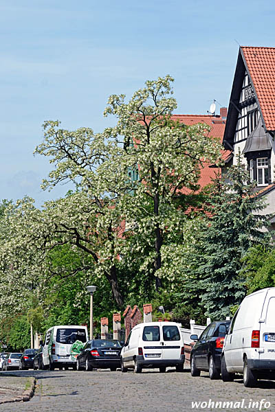 Villen in Giebichenstein, Halle (Saale)