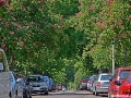 Üppiges Grün in der Friedenstraße, Halle (Saale)