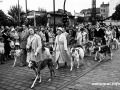 Rassehunde-Verein Spandau beim Festumzug 1957